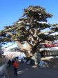 Nrodn park Cedars: Cedr libanonsk