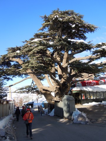 Nrodn park Cedars: Cedr libanonsk