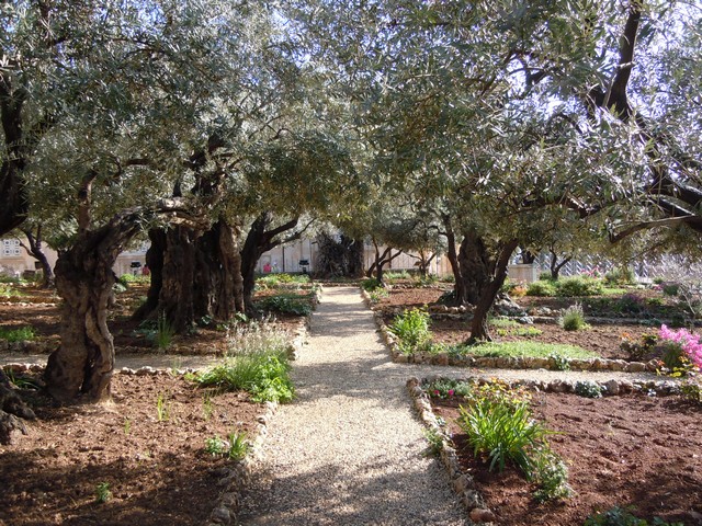 Getsemanská zahrada