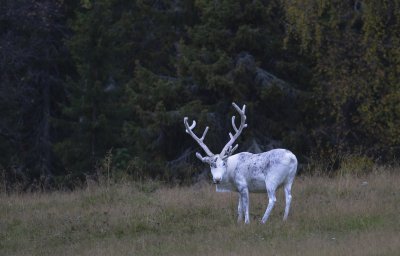 Zjezd do Norska a Finska - za plnonm laponskm sluncem a na polrn kruh 26. 6. - 1. 7. 2024